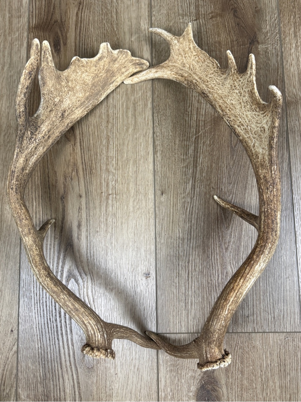Authentic Naturally Shed Fallow Deer Antlers 1 Pair - Picture 3 of 10